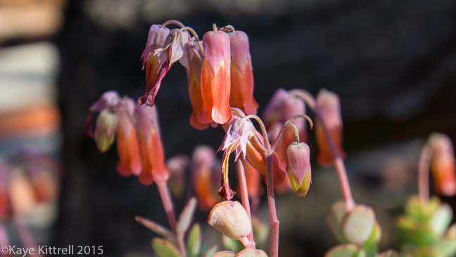 When it Rains, it Pours - kalanchoe blooms