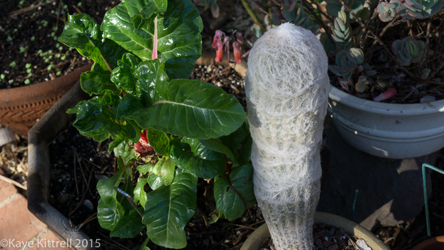 When it Rains, it Pours - chard and cactus