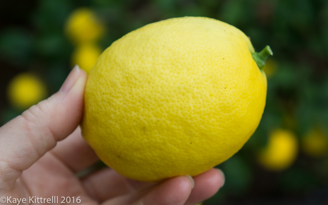 An Oscar-worthy Homegrown Brunch - lemon