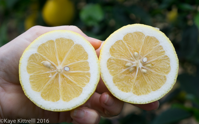 An Oscar-worthy Homegrown Brunch - cut lemon