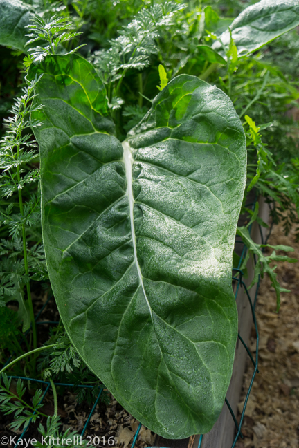 Greens too pretty to eat - chard