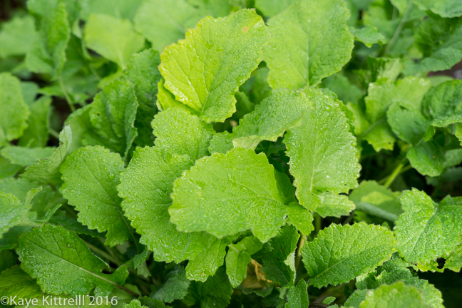 Greens too Pretty to Eat - turnips