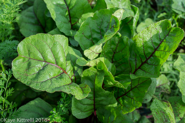 Greens too Pretty to Eat - beet tops