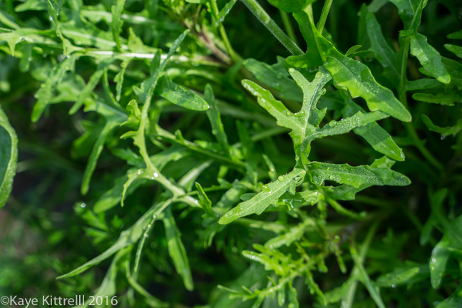 Greens too Pretty to Eat - arugula