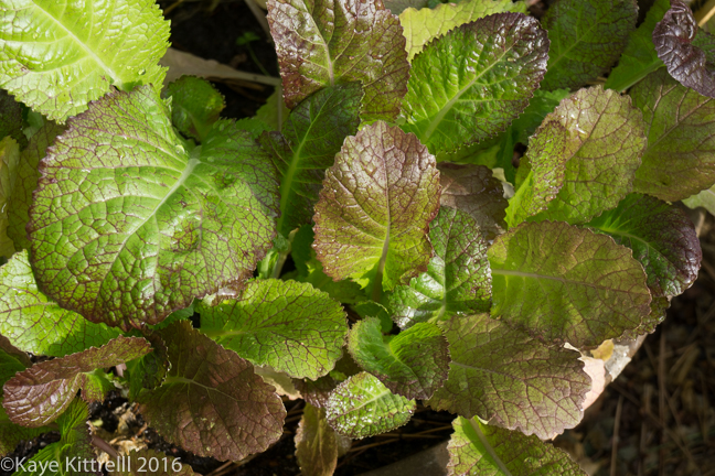 Greens too Pretty to Eat - mustard