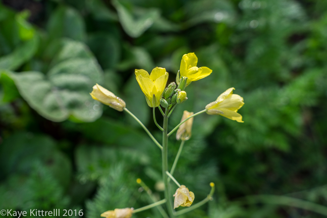 Greens too pretty to eat - wild arugula bloom