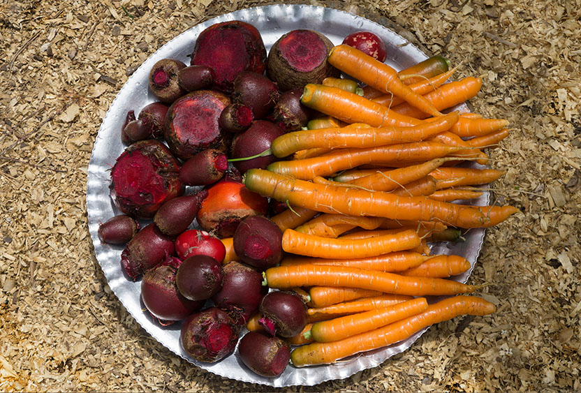 End of Winter Stew - harvest