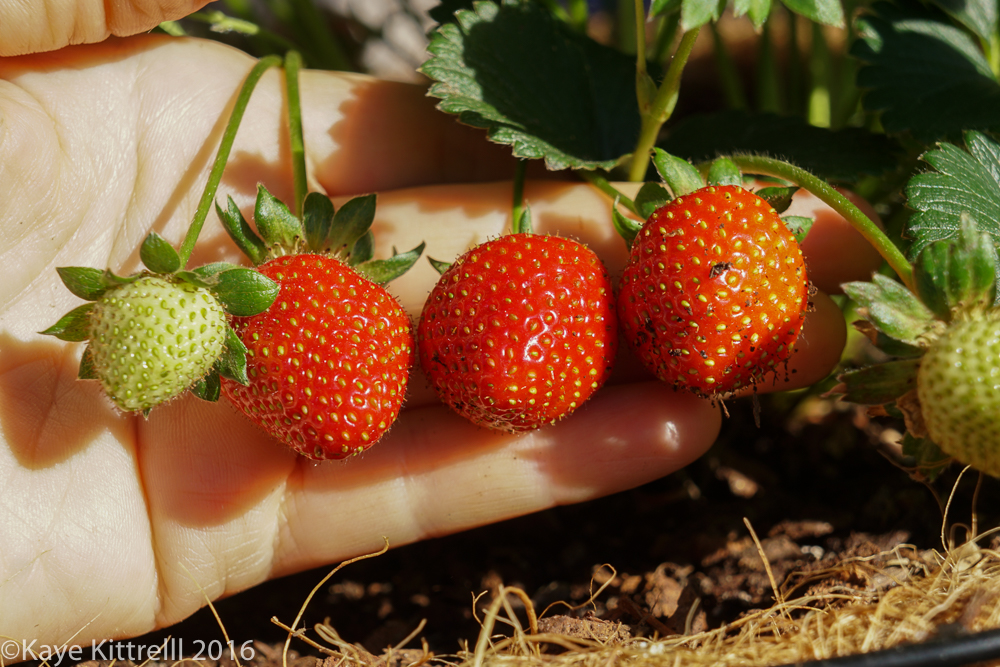 An hour a day keeps the doctor away - strawberries
