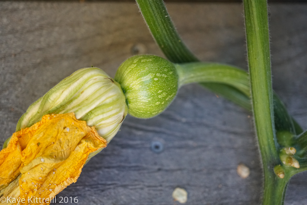 An hour a day keeps the doctor away - squash bloom