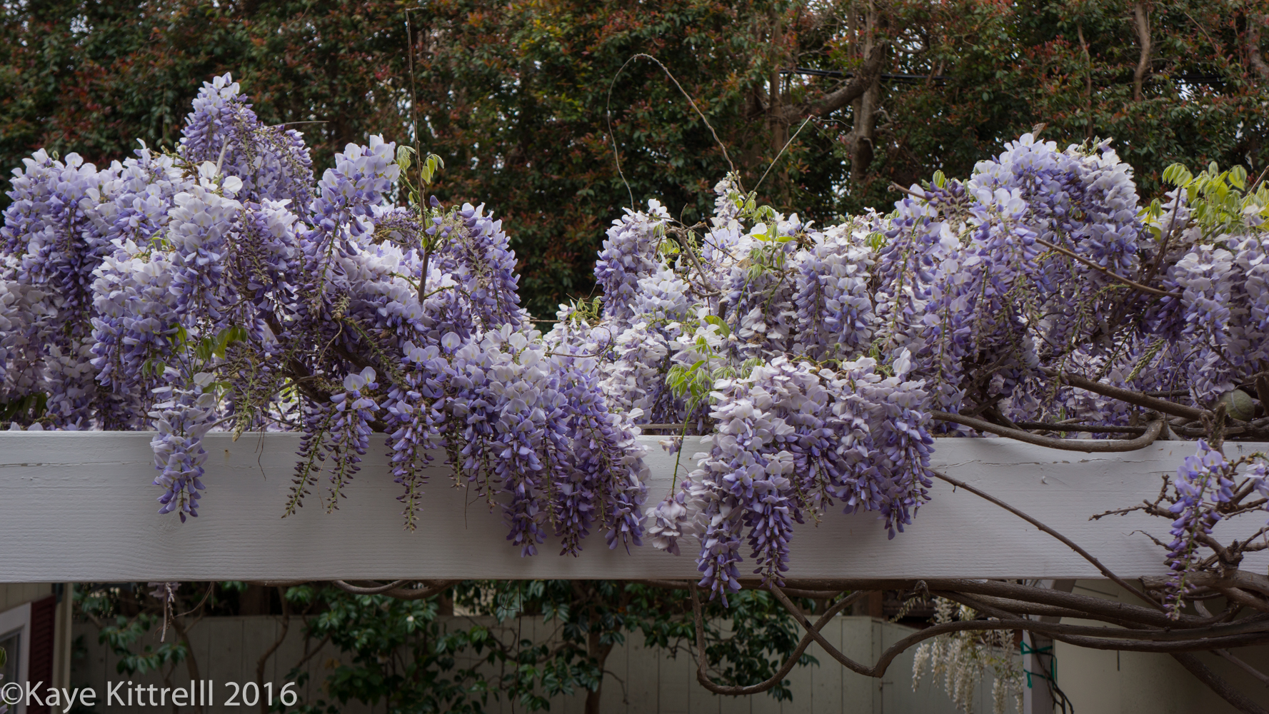 Growing Loofah, a Race to the Top - wisteria