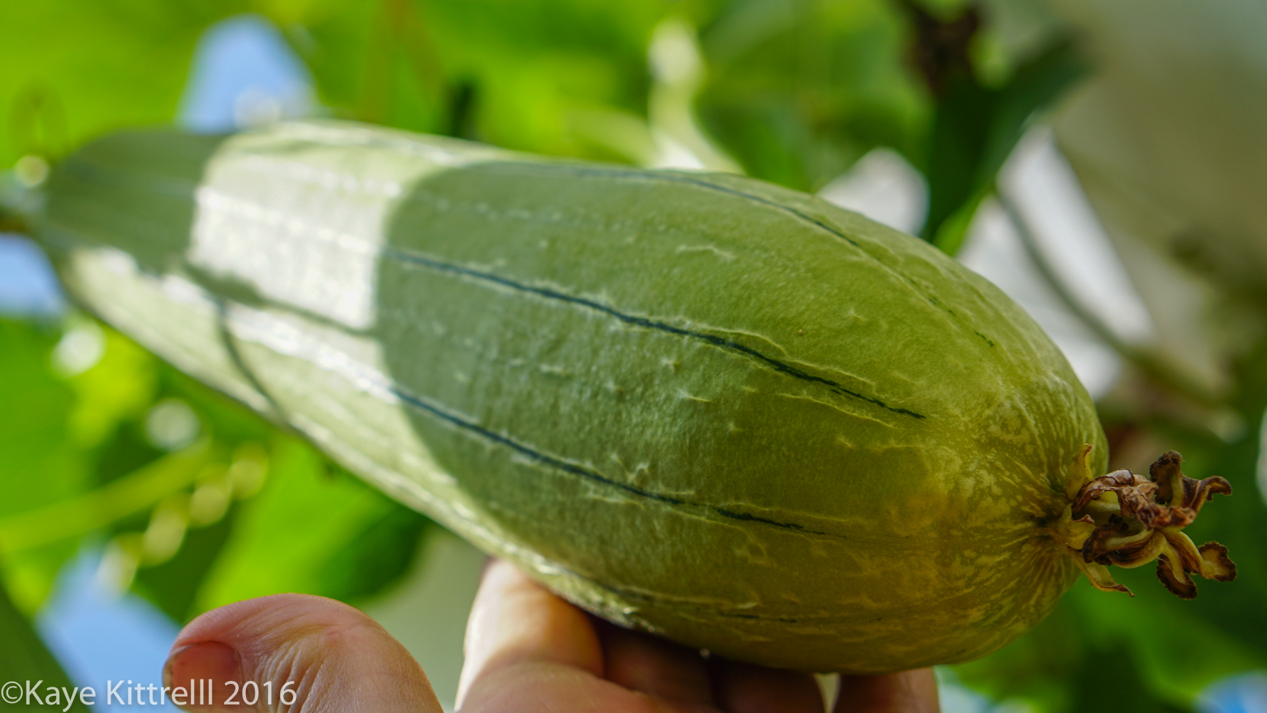 Growing Loofah, a Race to the Top - loofah