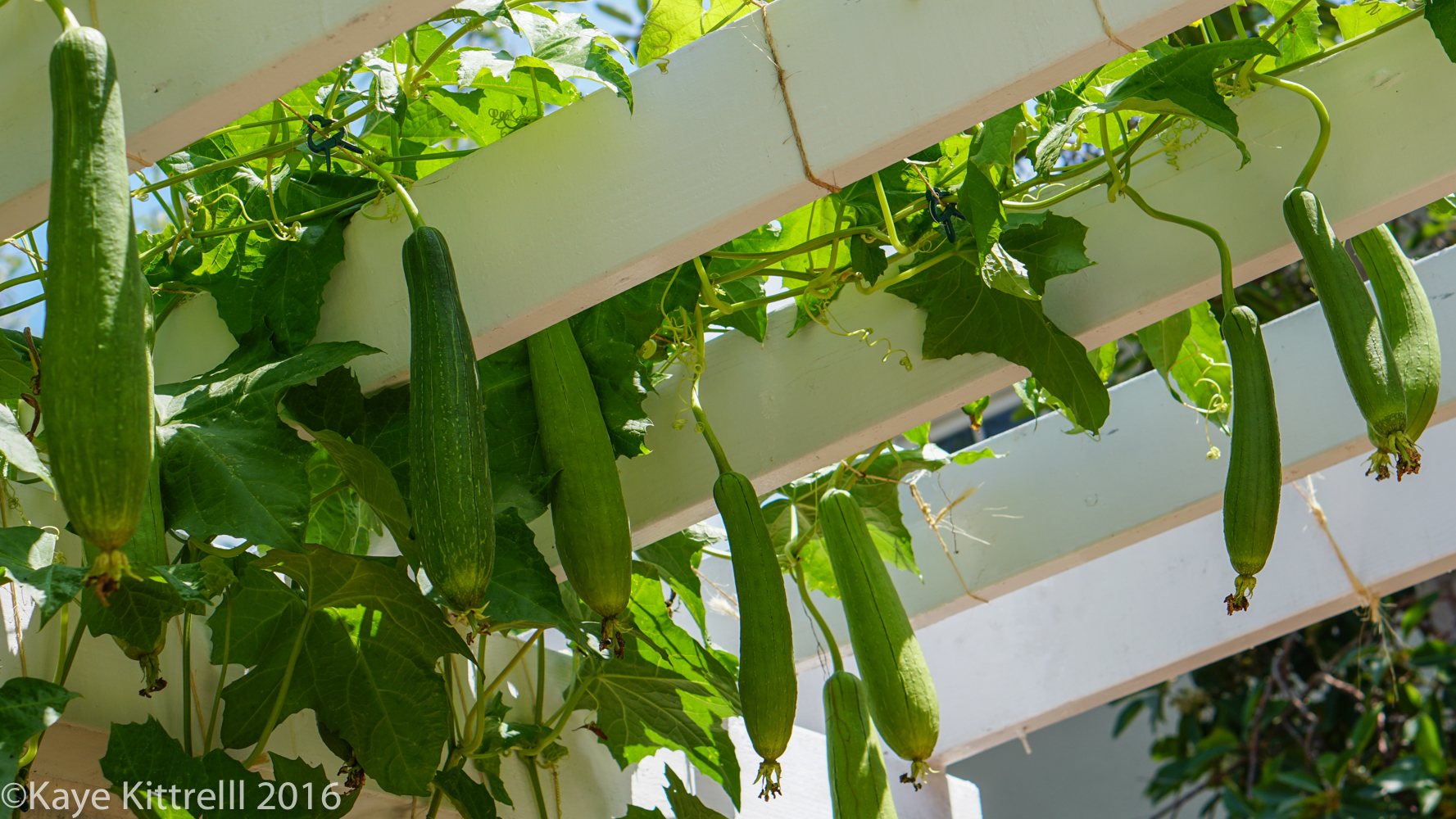 Growing Loofah, a Race to the Top - loofah hanging from trellis