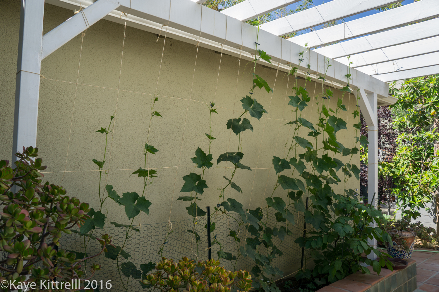 Growing Loofah - A Race to the Top - loofah vines