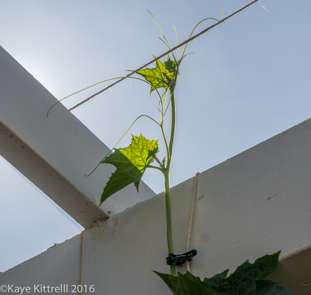 Growing Loofah, or Luffa, A Race to the Top - Loofah vine