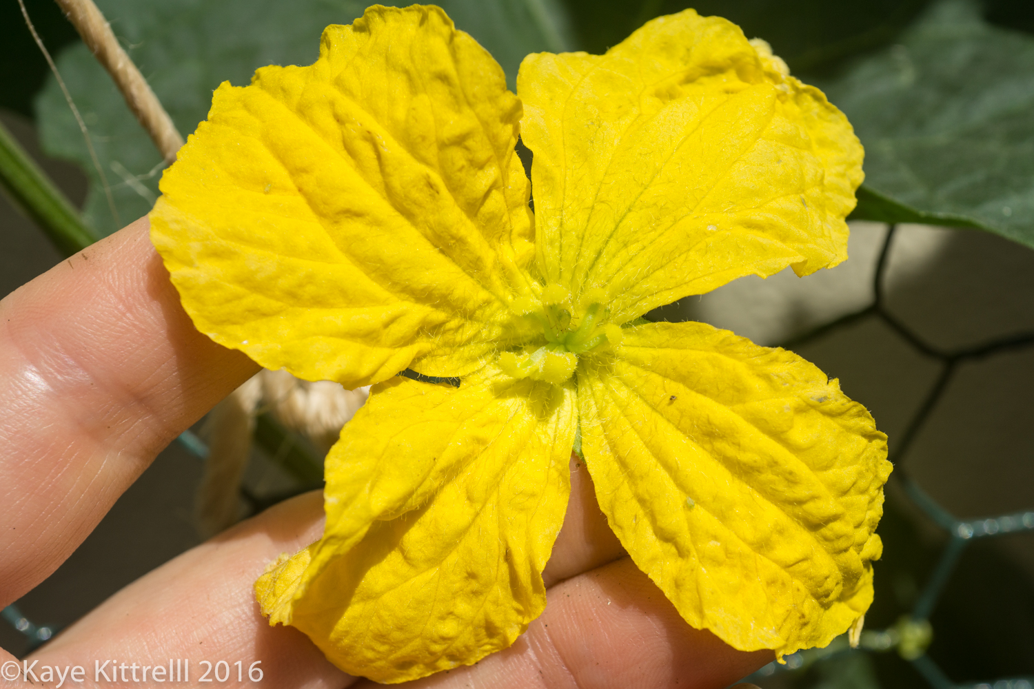 Growing Loofah, a Race to the Top - loofah bloom