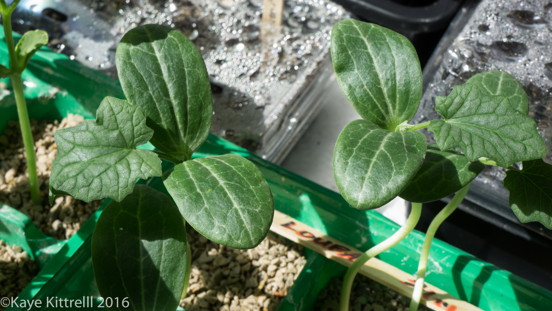 Growing Loofah, a Race to the Top - seedlings