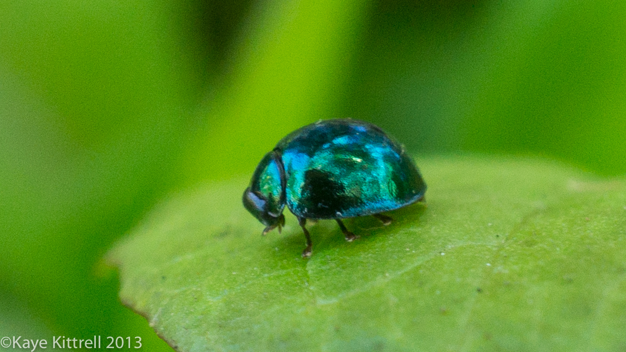 Biodiversity Double Whammy - lady beetle