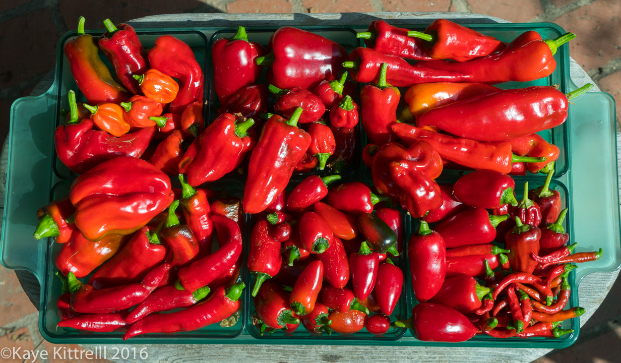 One More Week and It'll Be Perfect - peppers