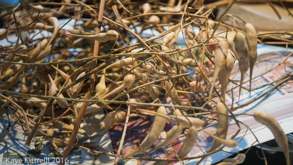 It takes as long as it takes - seed pods