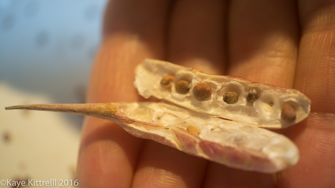 It takes as long as it takes - seed pod open