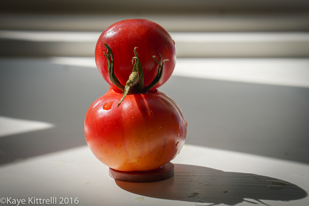 Ugly is Beautiful (Tomatoes) - Roosting