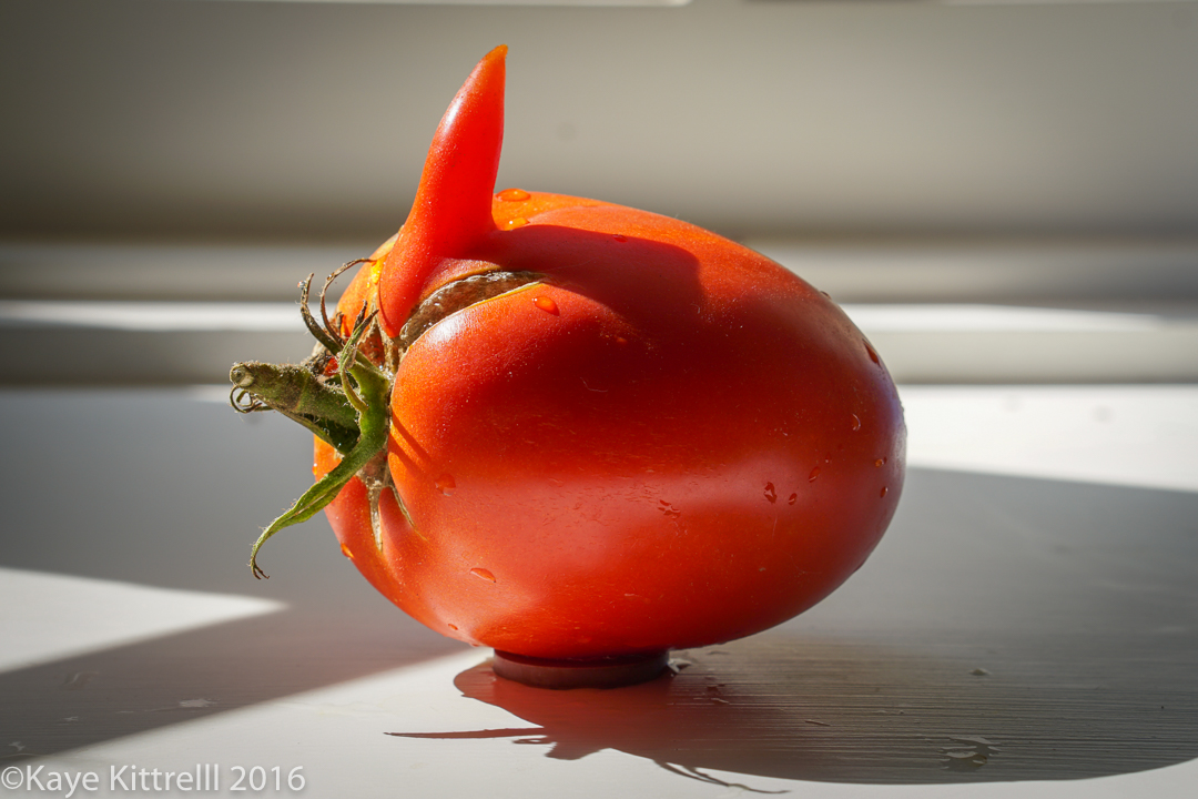 Ugly is Beautiful (Tomatoes) - Rooster
