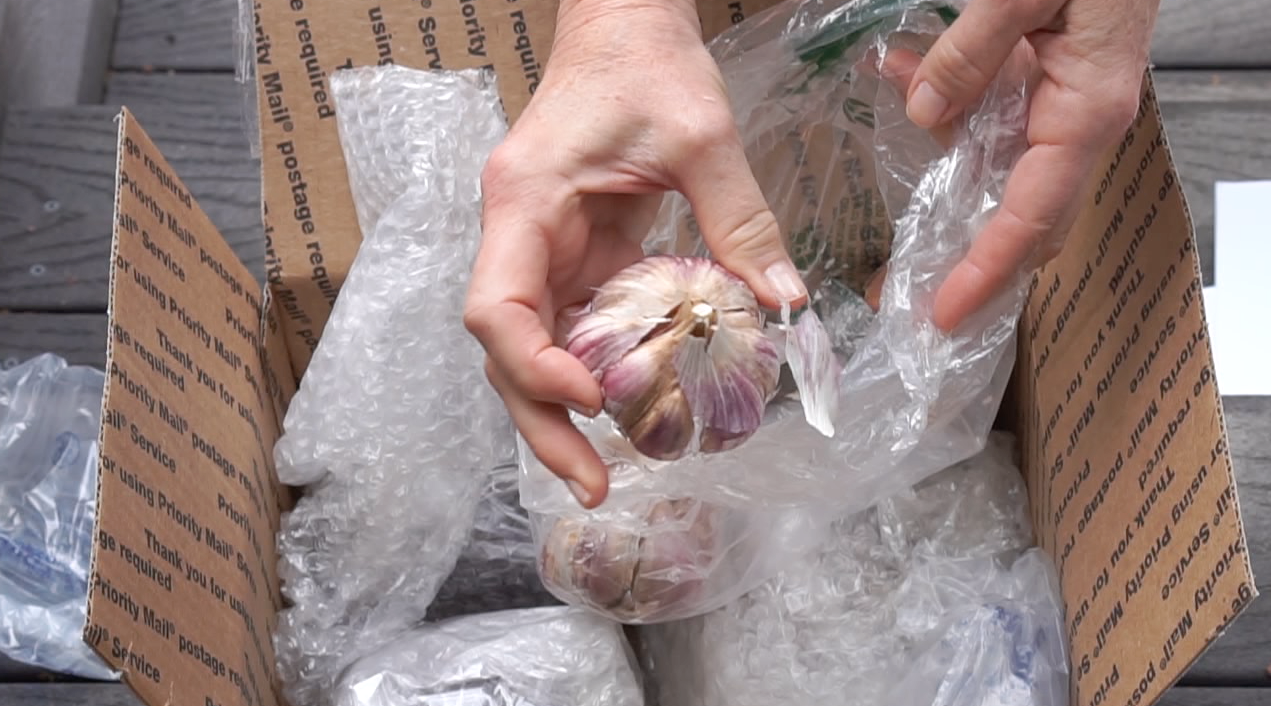 Giving Thanks to my Subscribers! - garlic