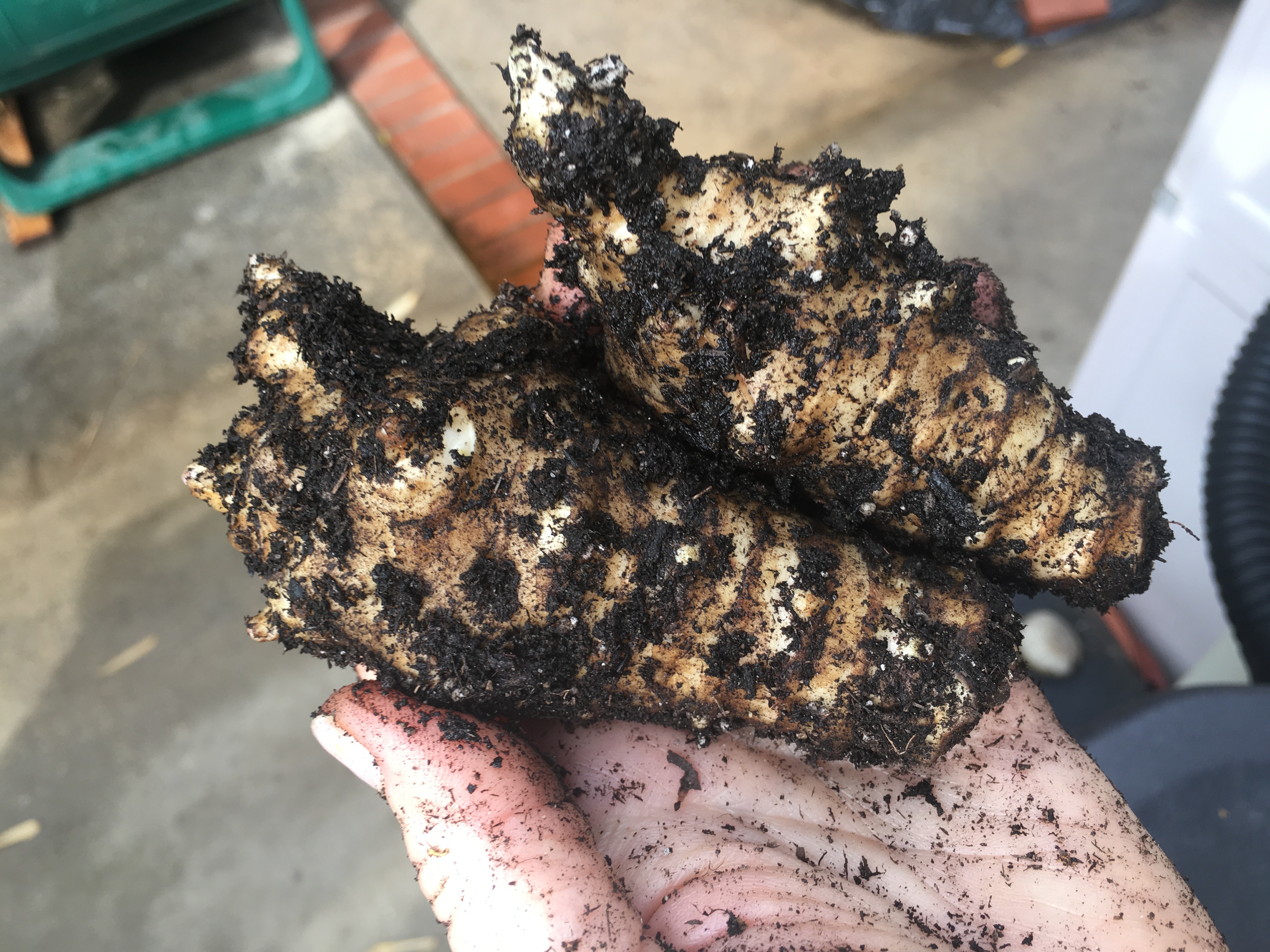 Two homegrown sunchokes, freshly dug