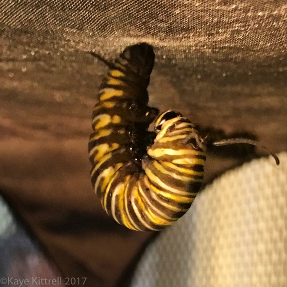 Enough Rain Already! (Did I Just Say That?) - monarch caterpillar