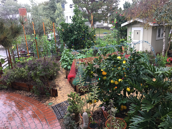 Enough Rain Already! (Did I Just Say That?) - wet garden