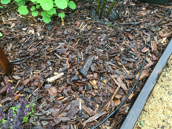 Enough Rain Already! (Did I Just Say That?) - wood chips