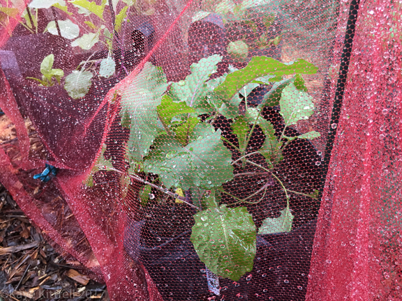 Enough Rain Already! (Did I Just Say That?) - brassicas under voile