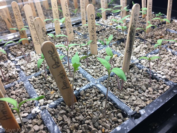 Enough Rain Already! (Did I Just Say That?) - sprouts