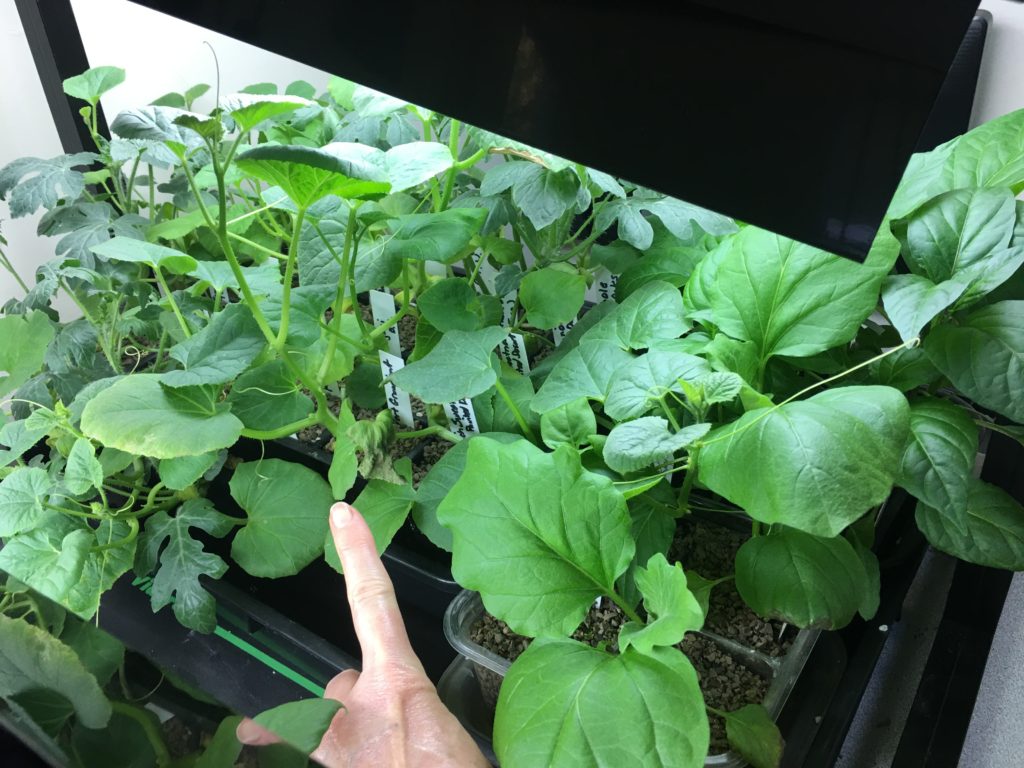Finally Potted Up Those Seedlings