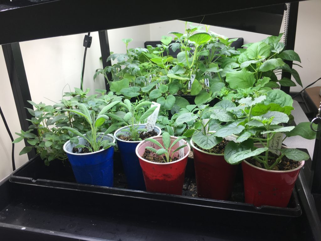 Finally Potted Up Those Seedlings - trays