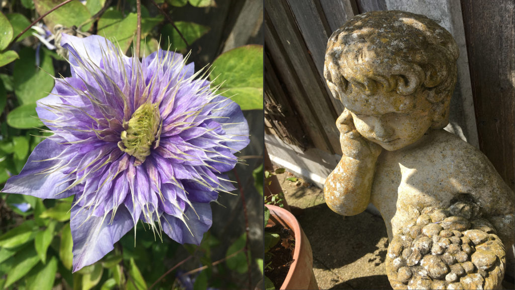 Home Ten Days and Off Again - flower