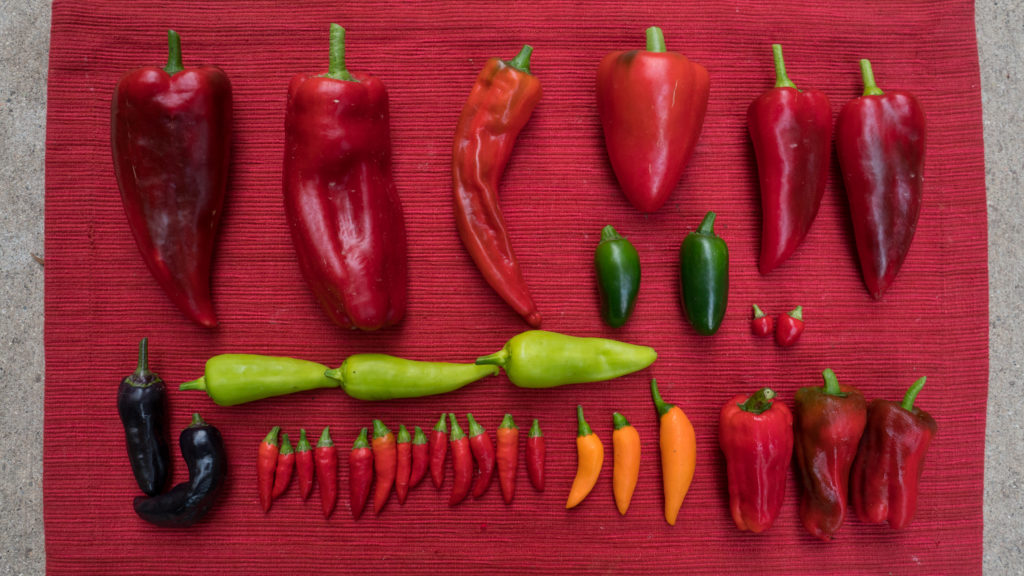 New Growing Peppers Videos - peppers