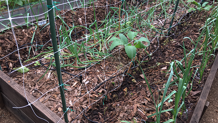 There's something about seeds - bed