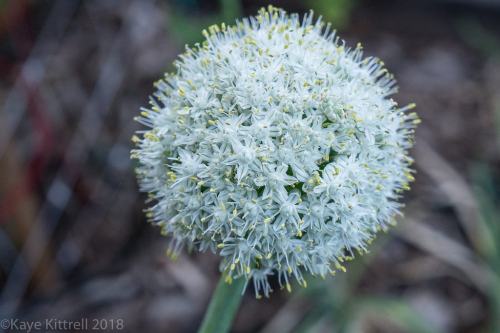 plant flowers, attract beneficial insects - Shallot