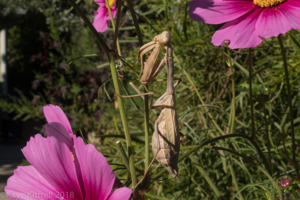 plant flowers, attract beneficial insects - praying mantis