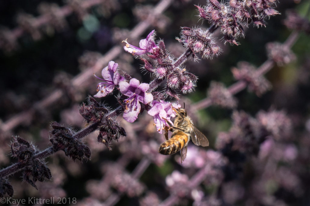 plant flowers, attract beneficial insects - basil