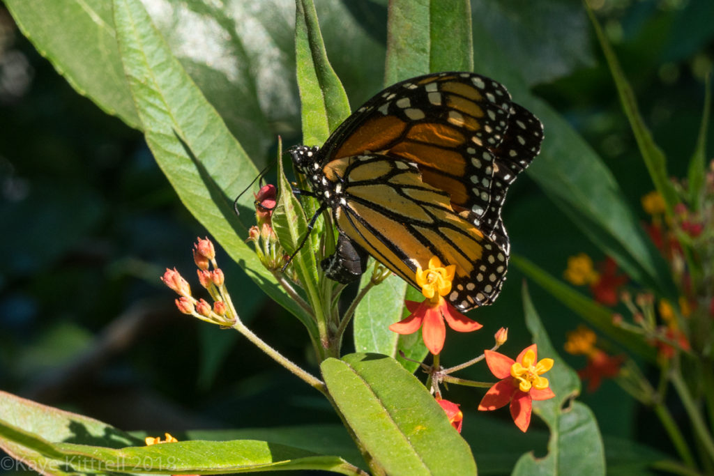plant flowers, attract beneficial insects - Monarch