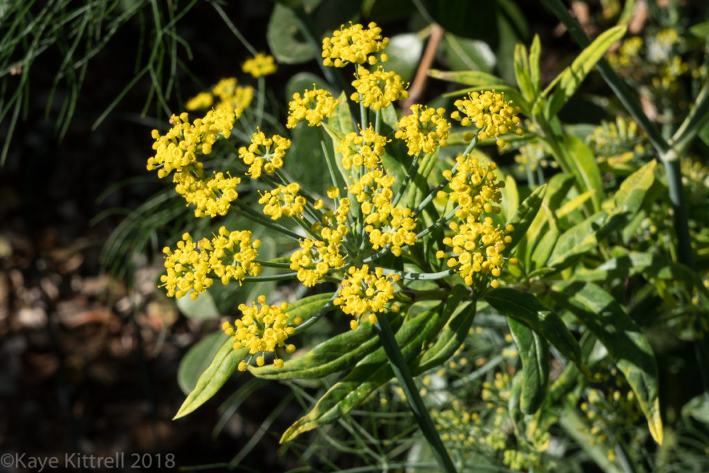plant flowers, attract beneficial insects - fennel