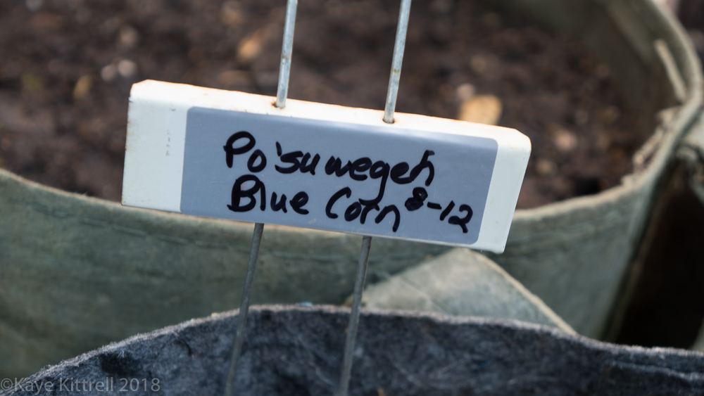 Urban Garden Improvisation - plant tag