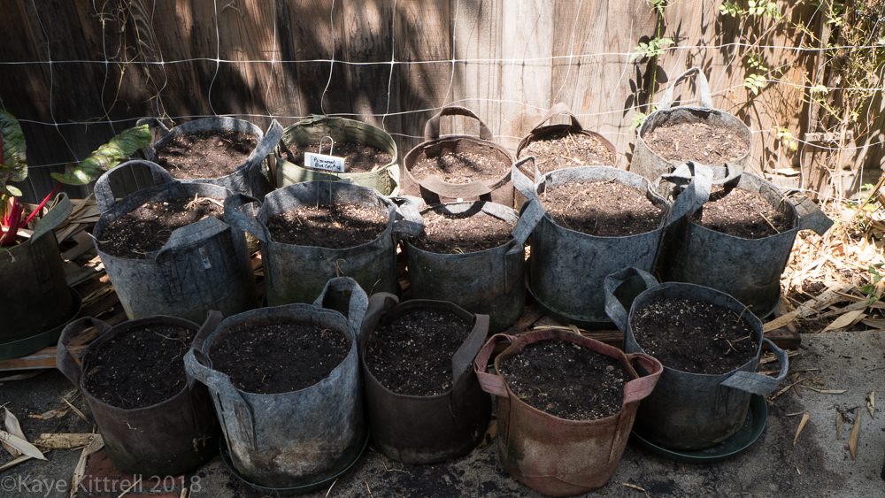 Urban Garden Improvisation - watered pots