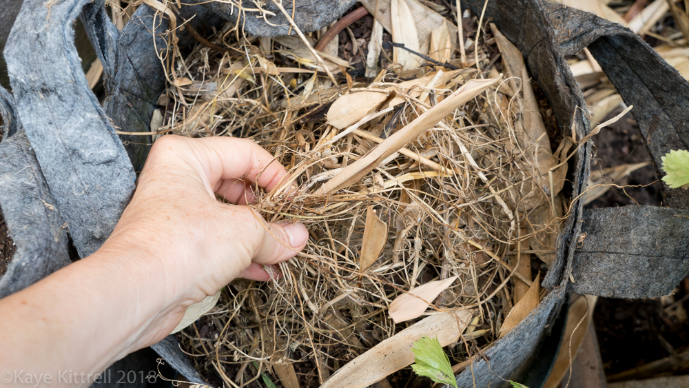 Urban Garden Improvisation - biomass