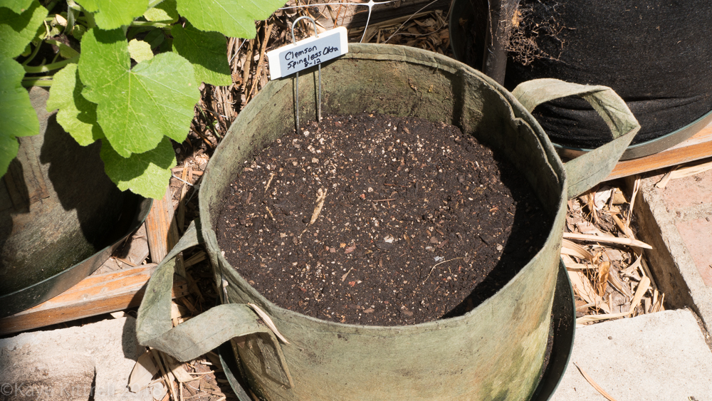 Urban Garden Improvisation - okra