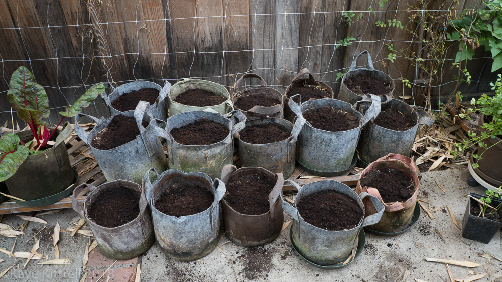 Urban Garden Improvisation - pots with coffee grounds