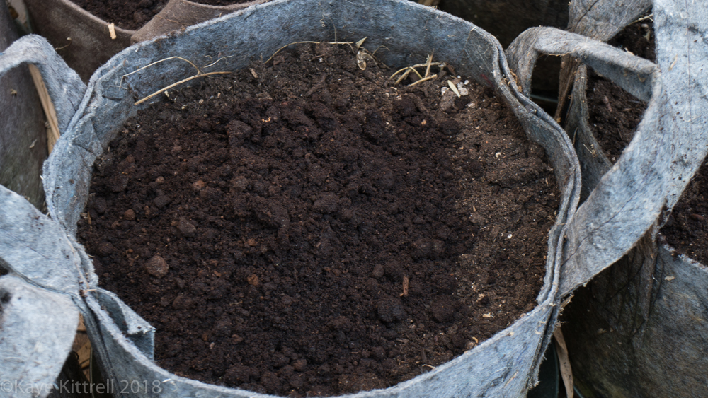 Urban Garden Improvisation - coffee grounds