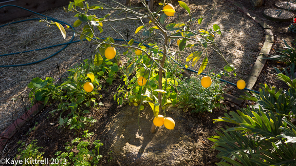 Lemon Tree without leaves Winter Garden lemons